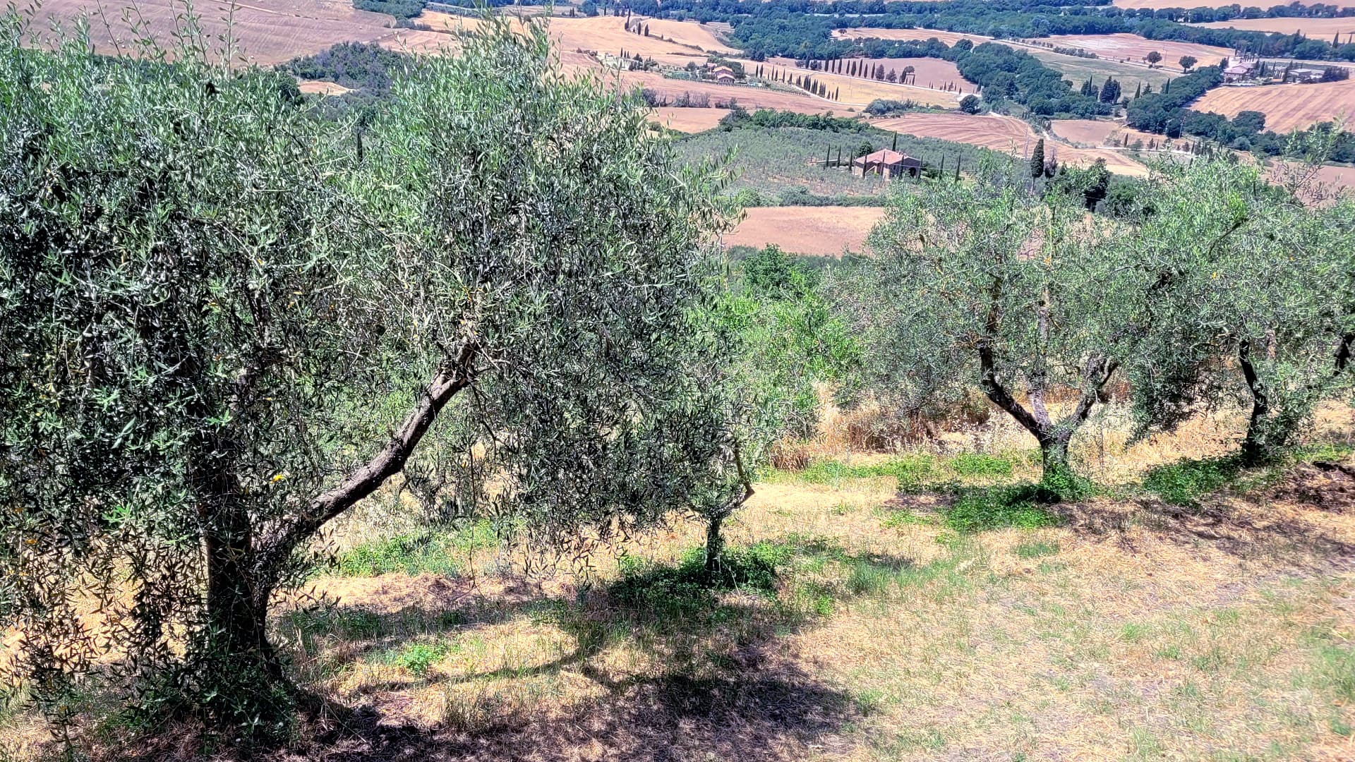 Oliveto nella provincia di Siena, in Toscana (Foto di Ylenia Granitto)
