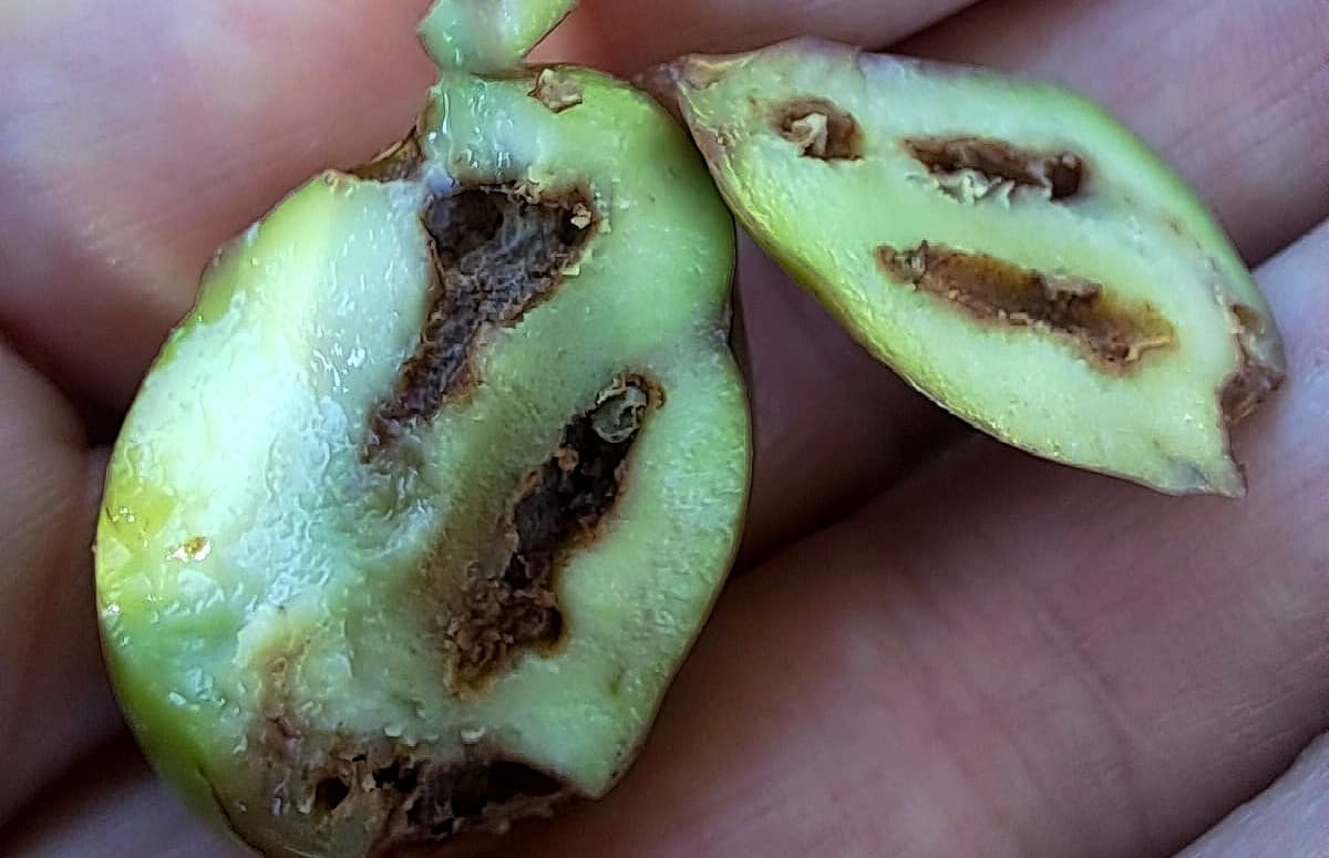 Oliva che presenta danni causati dalle larve di Bactrocera oleae. (Foto di Angelo Bo)