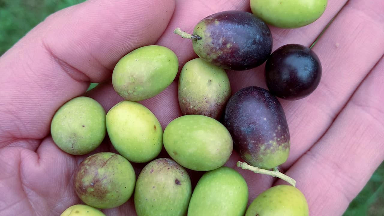 Residui di olive dove le femmine svernanti di Bactrocere Oleae possono deporre le uova, aumentando la popolazione che darà origine alla prima generazione estiva. (Foto di Angelo Bo)