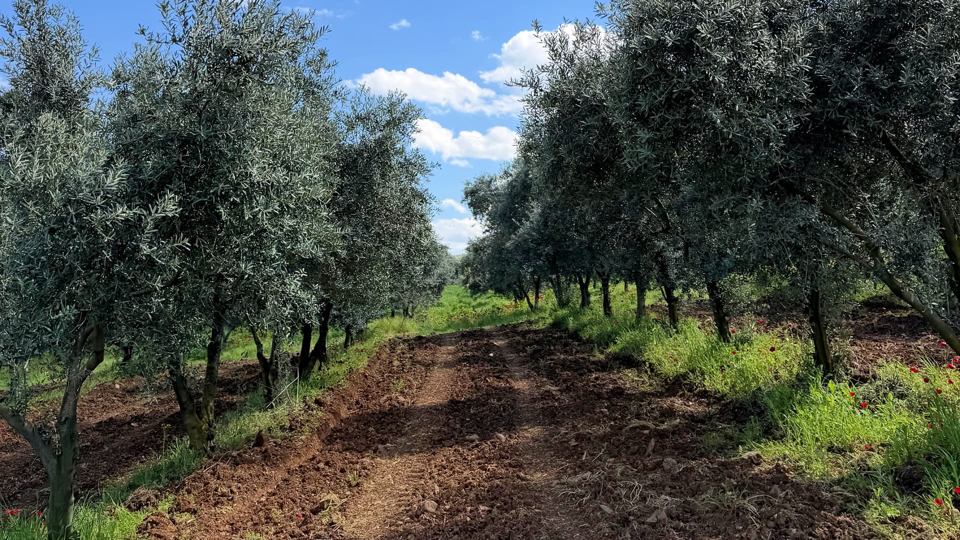 Filas de olivos maduros de la variedad Gemlik en uno de los huertos de Georgian Olive Oil, en el este de Georgia, donde esta variedad resistente al frío se ha convertido en un elemento central del sector olivarero del país, en plena expansión.