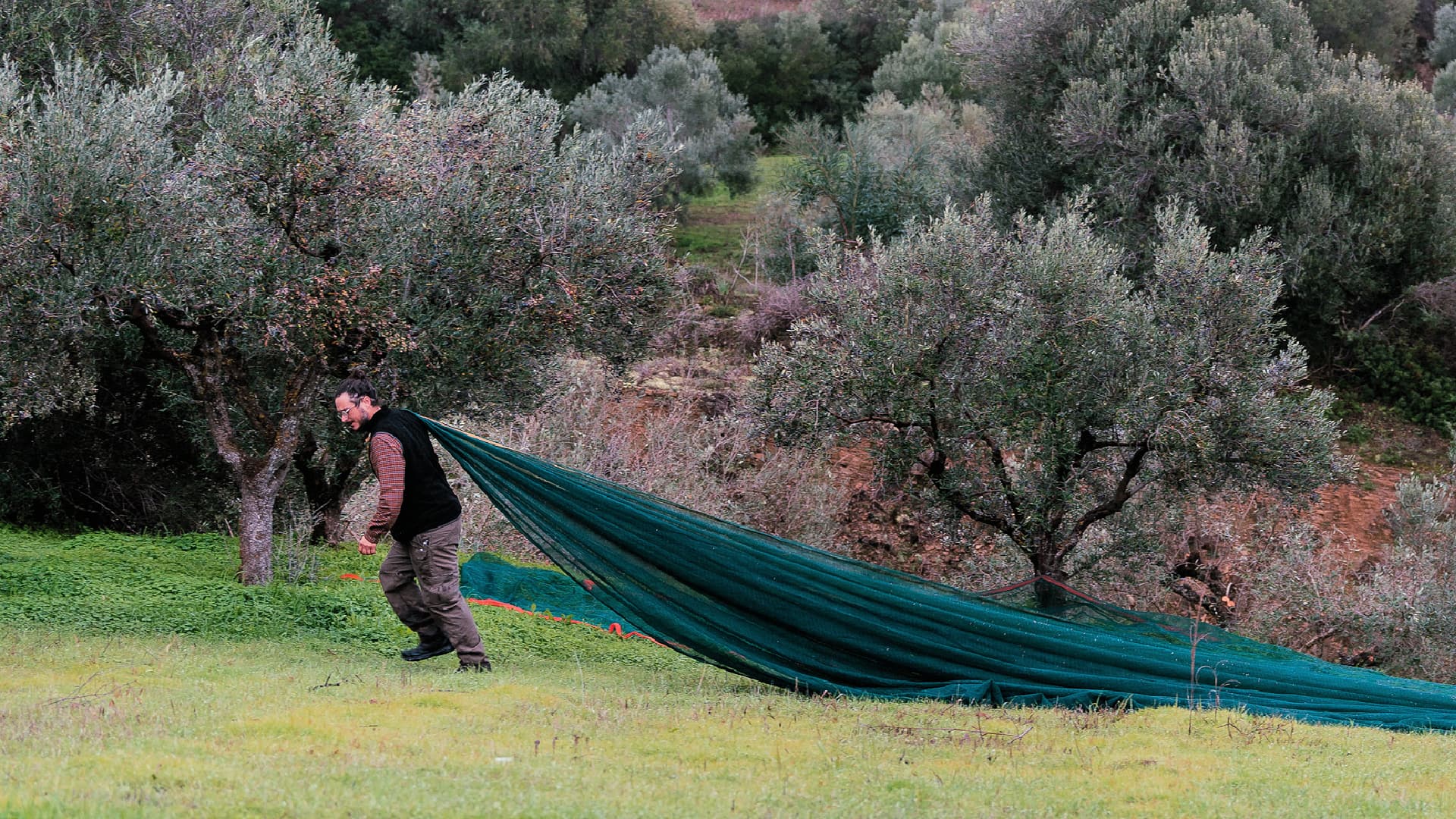 Panagiotis Giannoutsos spreads harvesting nets beneath olive trees near Evangelismos in southern Messenia, where the family produces its extra virgin olive oil. (Photo: Yapapi/Panagiotis Giannoutsos)