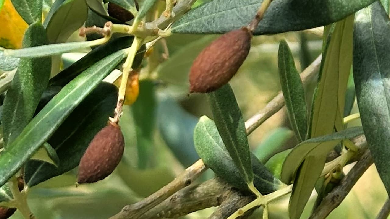 Olives affected by fruit drop darken and begin to shrivel before falling from the tree.