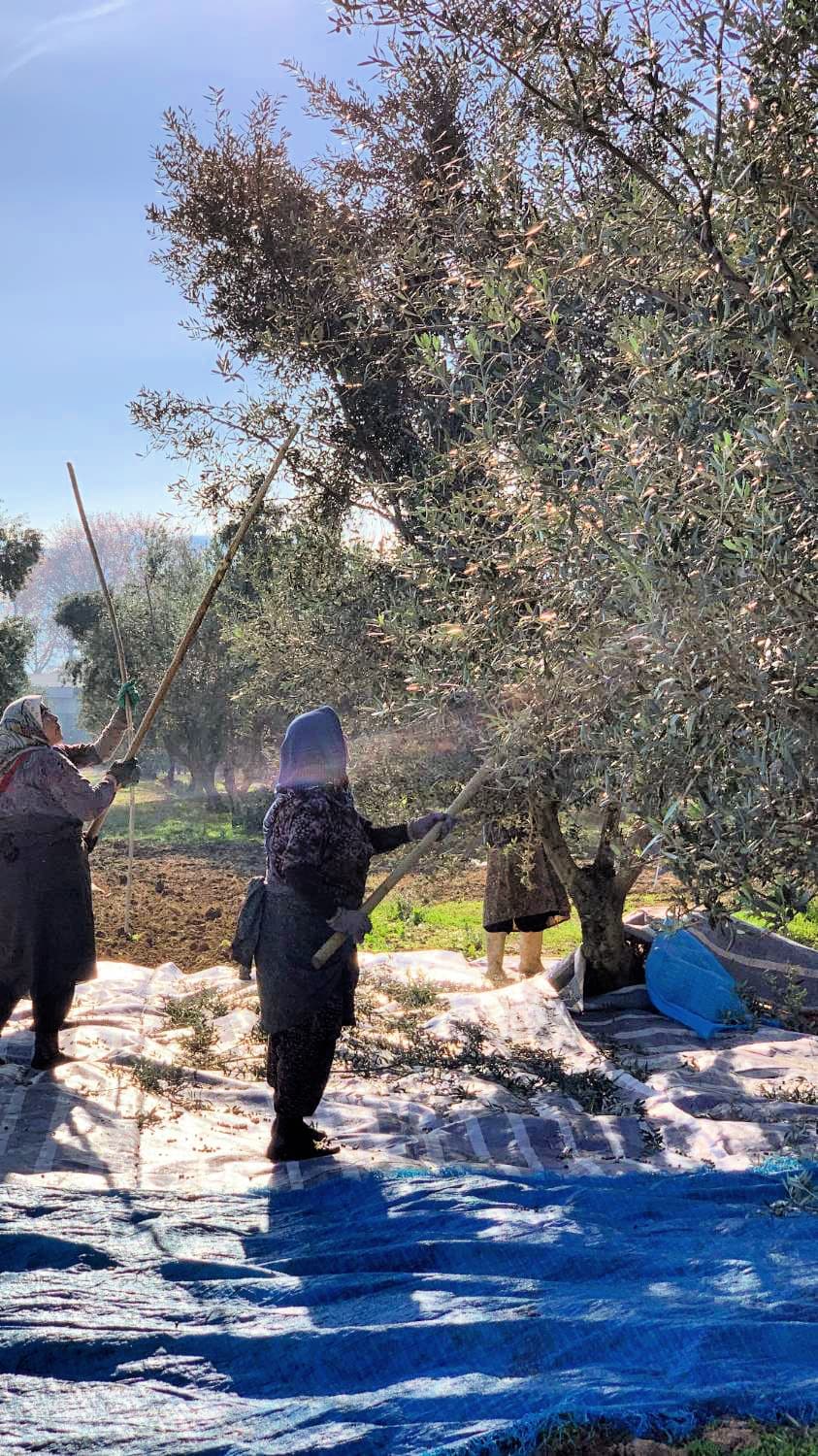 Olive oil sales have begun to recover after falling to zero in the early days of the conflict. (Photo: Saeed Shahmoradi)