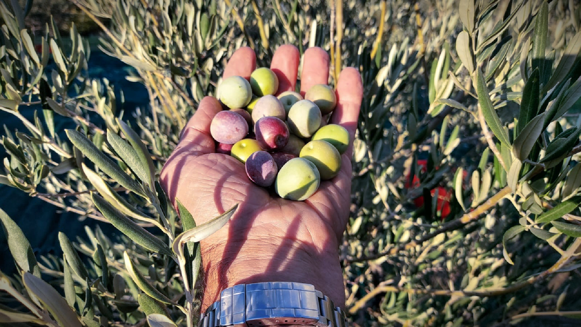 Among the cultivars eligible for Bologna Hills PGI Oil are Correggiolo, Frantoio, Nostrana di Brisighella, Ghiacciolo, Farneto, Montebudello, Montecapra, Montecalvo 2 and Oliveto. (Photo: Rete Olio Extra Vergine di Oliva Colli di Bologna)