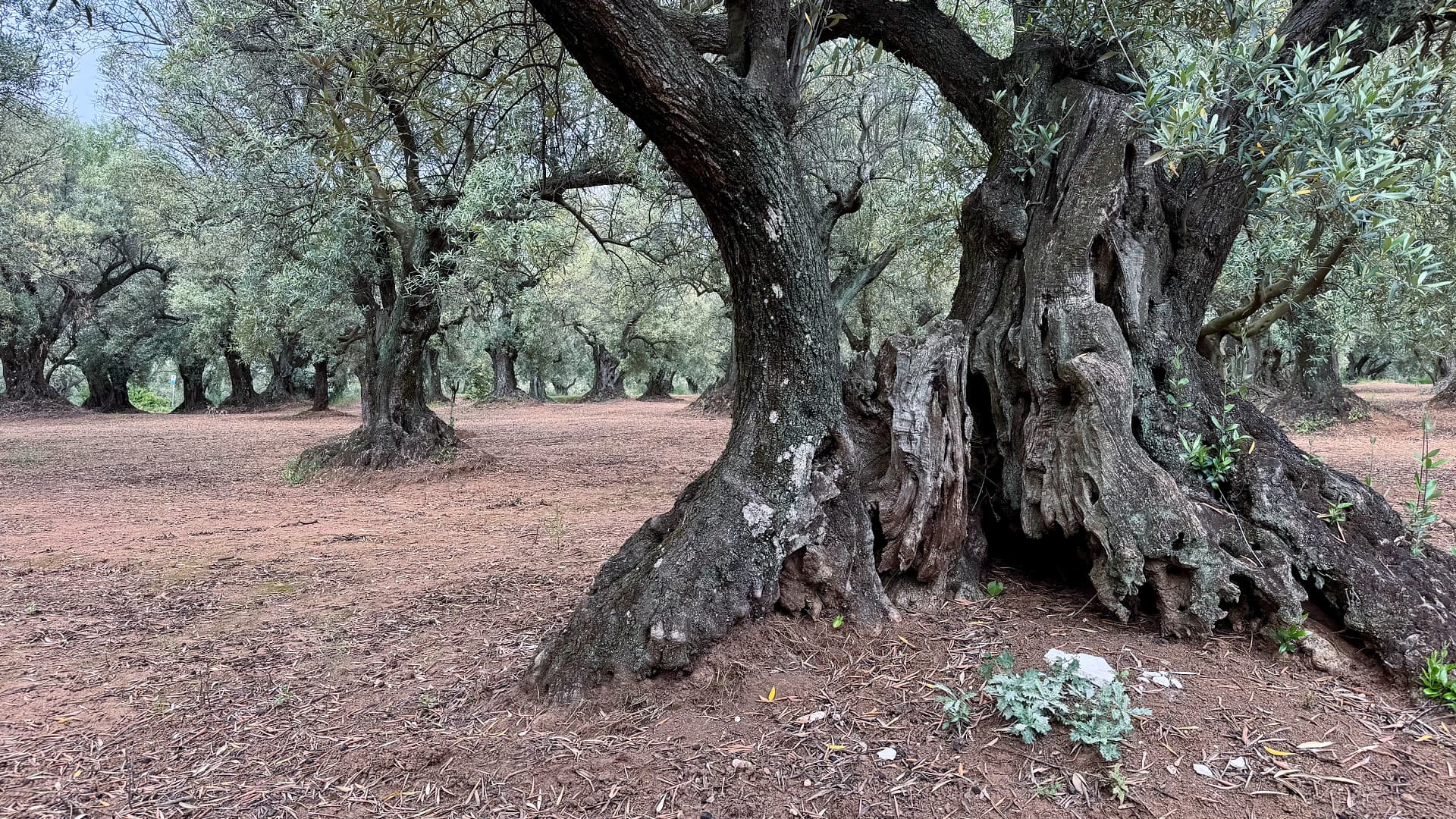 Scientists studying ancient olive trees in Calabria and Basilicata found dozens of previously unidentified genetic profiles, unusual reproductive patterns and clues to centuries of olive cultivation across the Mediterranean. (Photo by Thomas Vatrano)