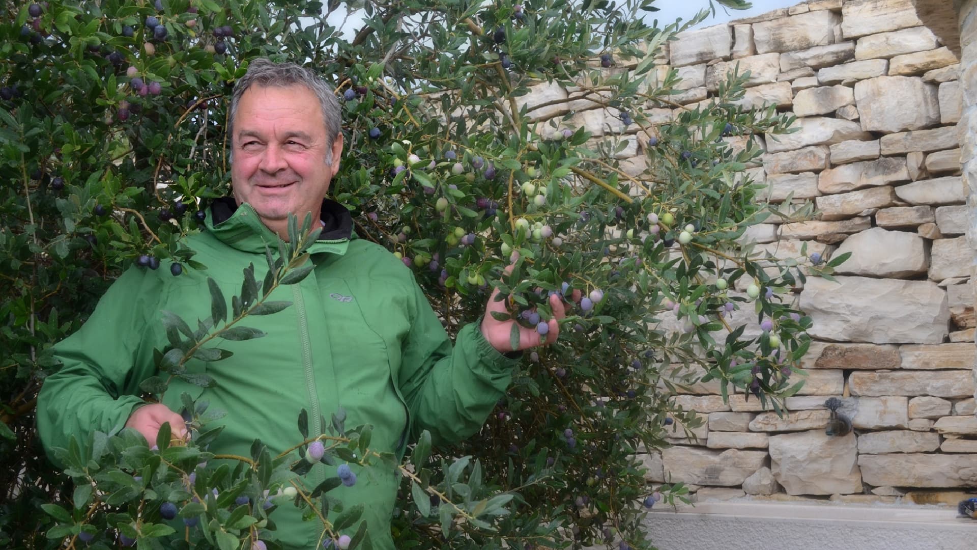 Ivica Vlatković in his olive grove in Novigrad, Dalmatia. He argues that growers planning an early harvest may have little to gain from treating against the olive fruit fly so late in the season.