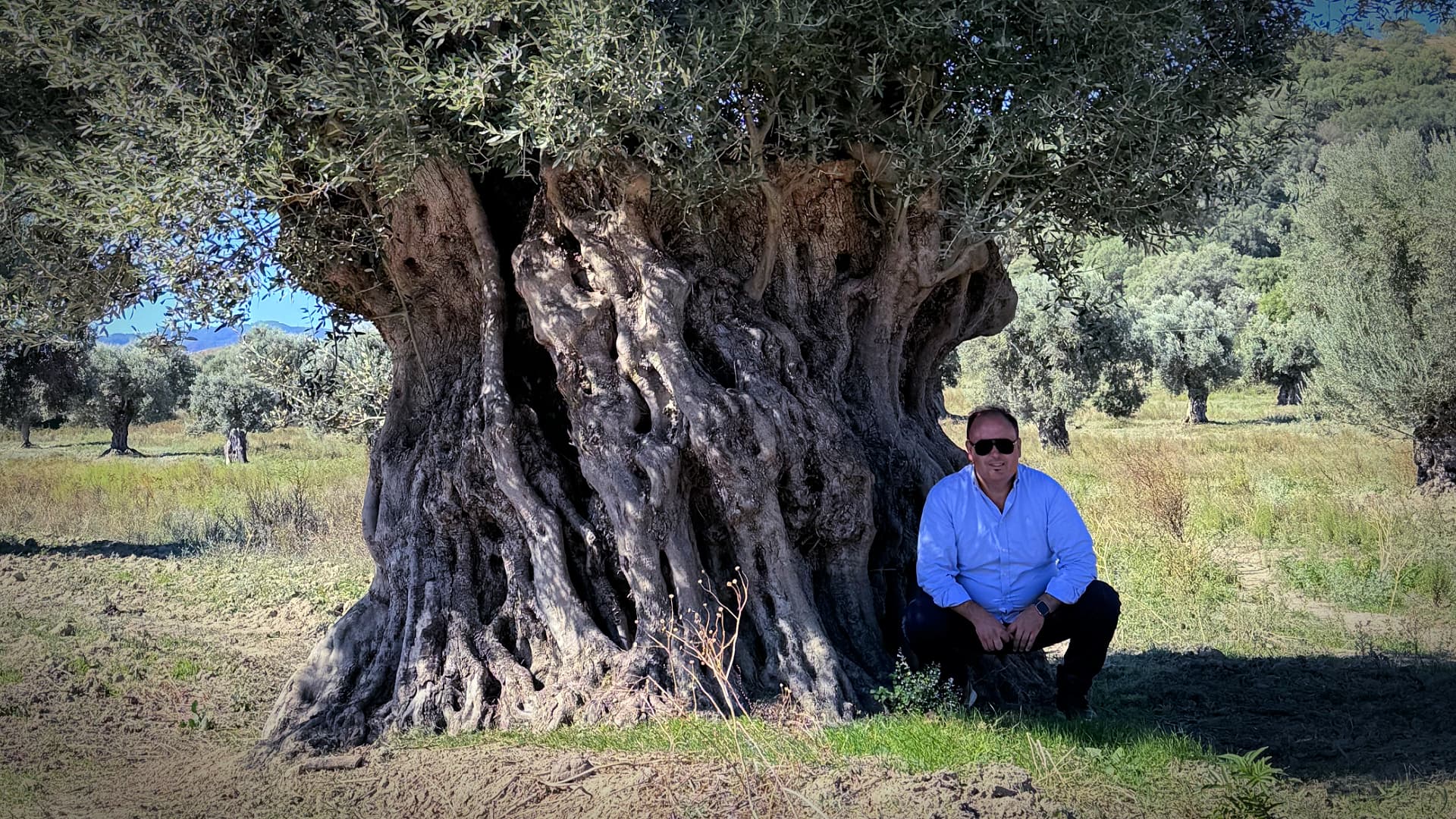 Thomas Vatrano beside a monumental olive tree in Calabria, where researchers uncovered unexpectedly rich genetic diversity among ancient specimens.