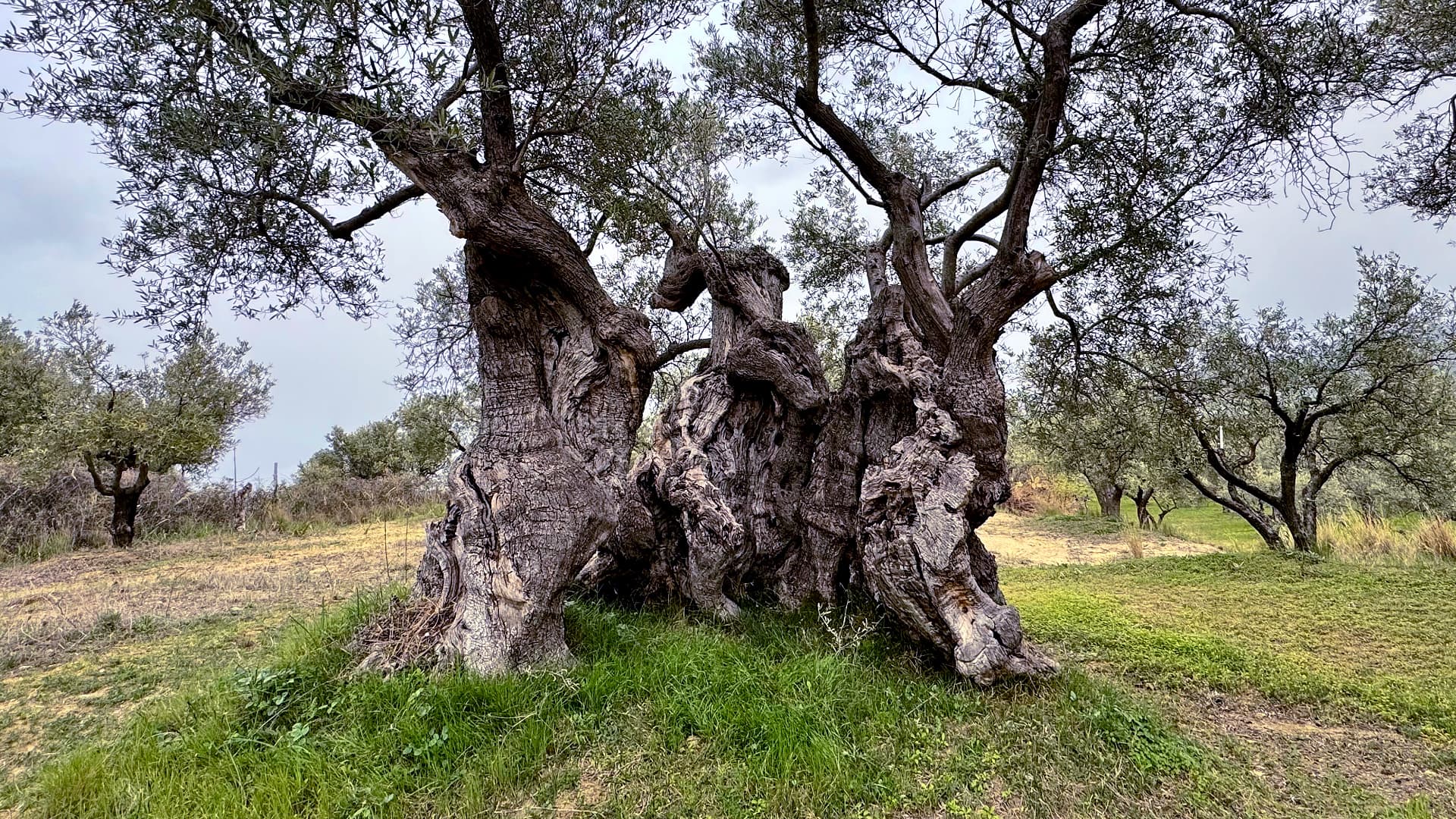 Scientists studying ancient olive trees in Calabria and Basilicata found dozens of previously unidentified genetic profiles, unusual reproductive patterns and clues to centuries of olive cultivation across the Mediterranean. (Photo by Thomas Vatrano)
