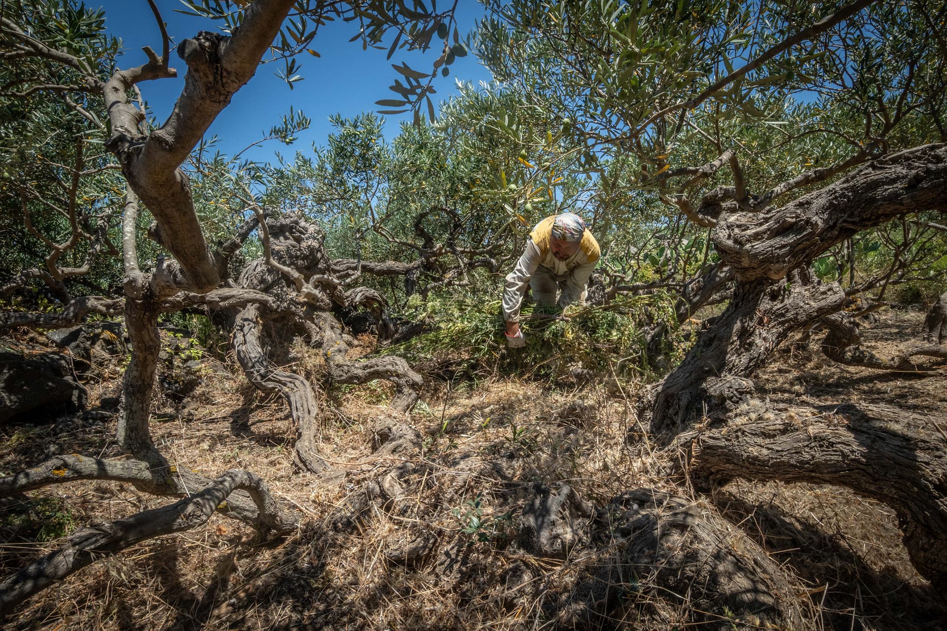 Photo from the exhibition featuring Pantelleria Island’s low-lying olive trees, on display at the Pantelleria Airport (Photo by Resilea)