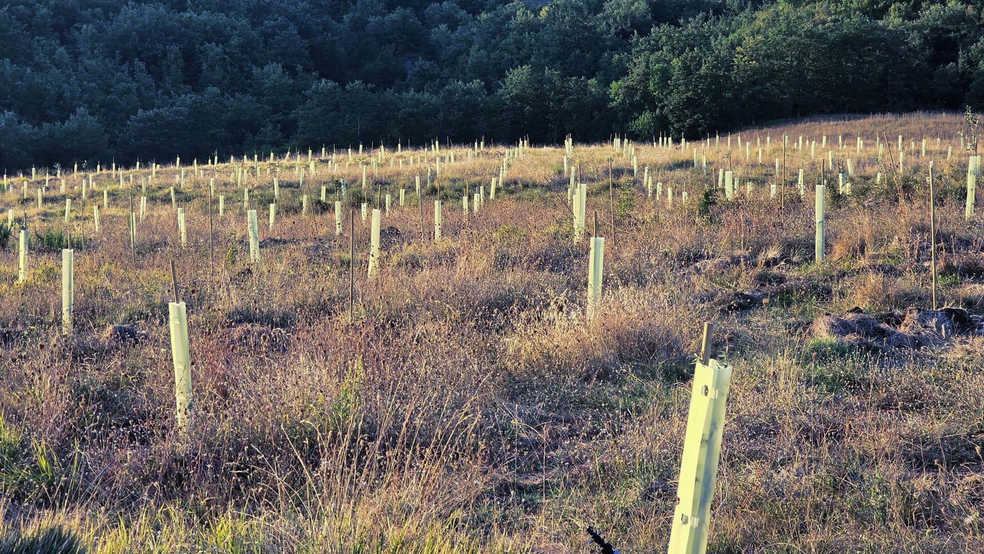 Domus Olear∑ in Gubbio, Umbria, is one of the world’s largest olive germplasm banks. The collection was established using molecular analysis of an international database containing more than 10,000 olive genotypes.