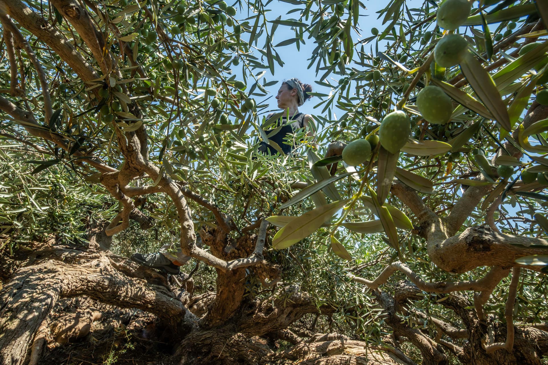A new initiative on Pantelleria is turning olive-growing waste into useful products while helping preserve the island’s distinctive low-growing olive trees and support the local community. (Photo by Resilea)