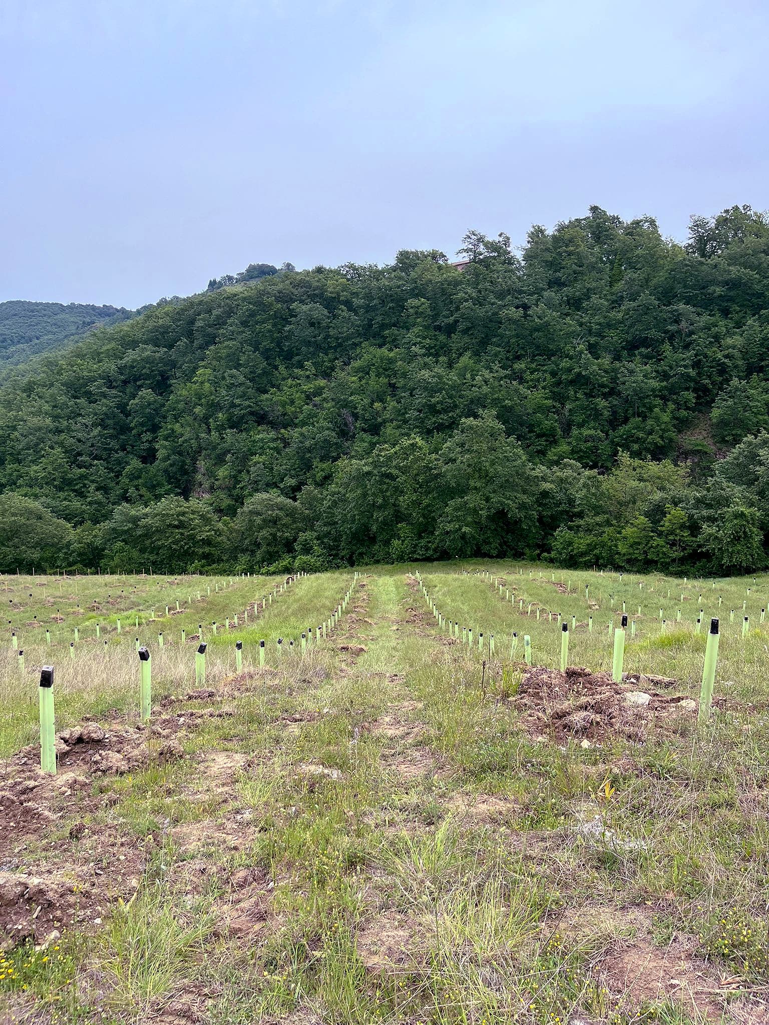 CNR-IBBR researchers identified and isolated over 3,000 unique olive genotypes from 32 countries. Of these, 454 genetically distinct cultivars have been planted in the Domus Olear∑ collection, propagated through grafting.