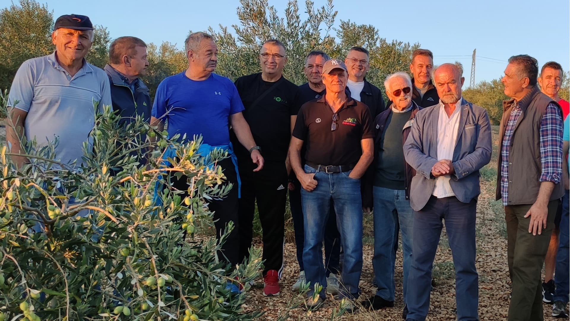 Olive growers in Dalmatia gather in a grove as the harvest approaches. Many in the region say an early harvest may be preferable to late-season treatments against the olive fruit fly.