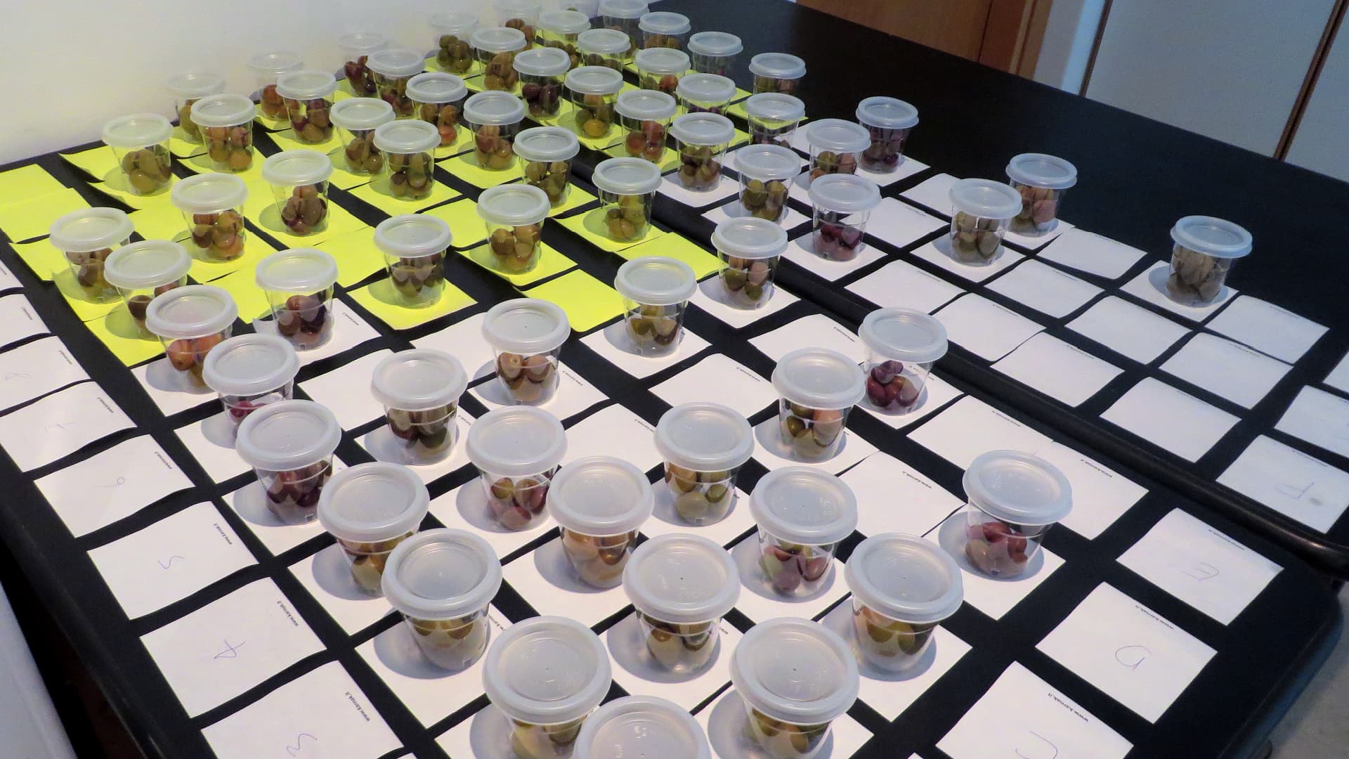Table olive samples at the Monna Oliva competition. (Photo by Monna Oliva)