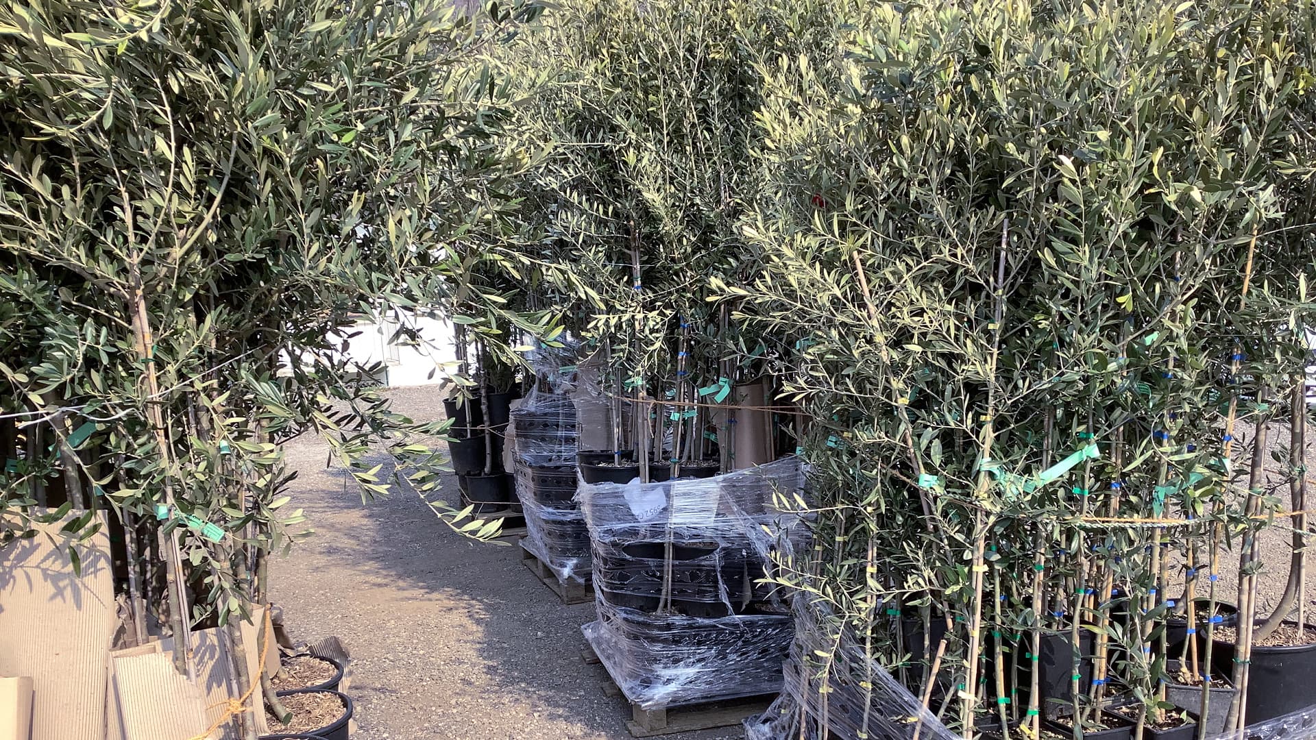 Young olive trees ready for distribution to members of Amici dell’Olivo, which organizes collective purchases of varieties suited to the growing conditions in Switzerland’s Ticino region.