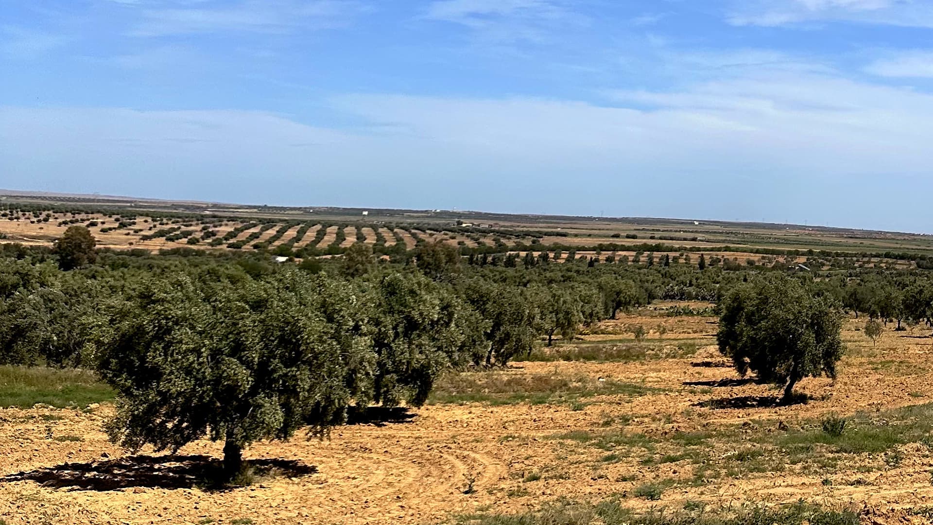 Olive groves stretch across Tunisia’s dry interior, where producers have continued investing in new plantings and expanded production capacity. (Photo: Olyfo)