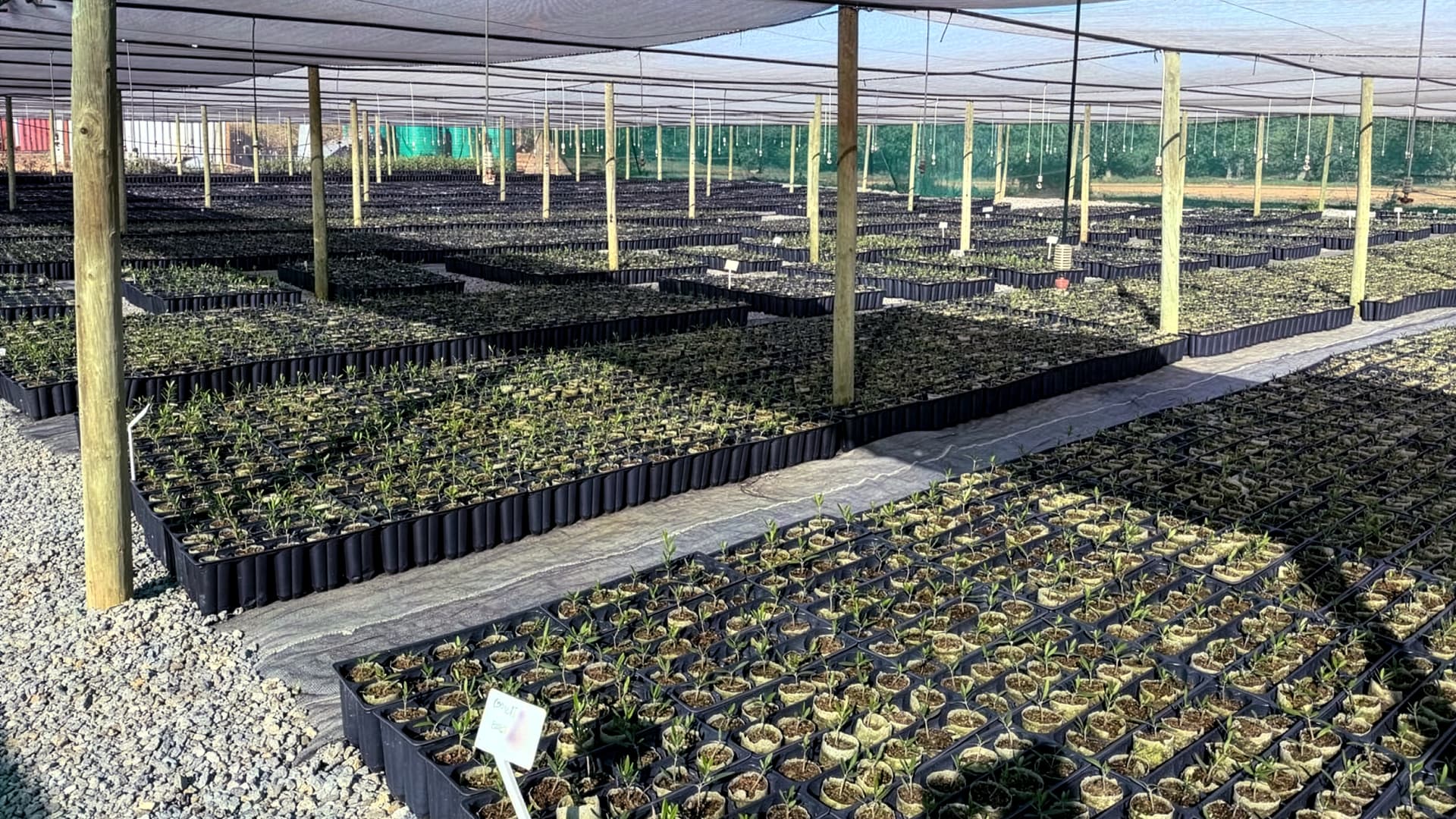 Young olive trees grow in propagation trays under shade netting at Kielder South Africa’s nursery, which supports the company’s expansion and supplies trees to other growers.