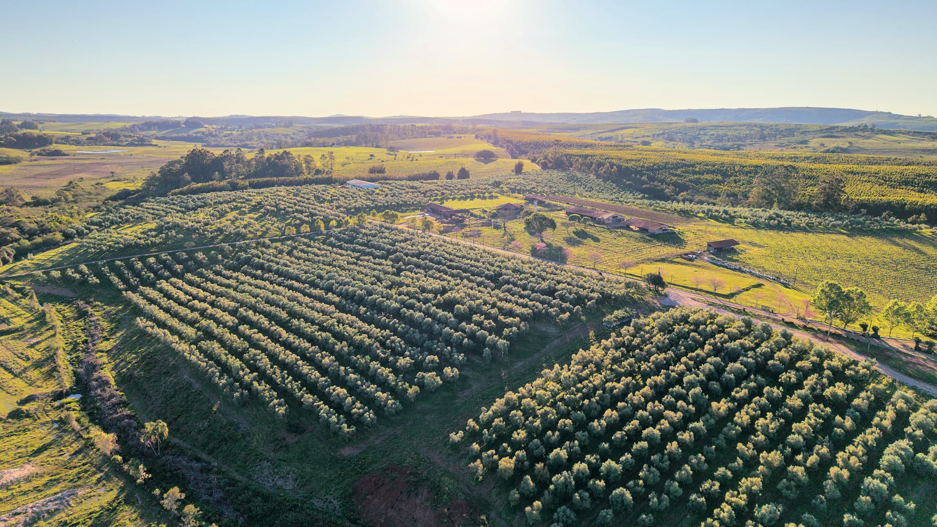 Olive groves stretch across the rolling hills of Tenuta do Bosque in Guaíba, Rio Grande do Sul, where nearly three decades of experimentation have helped establish an award-winning olive oil operation.