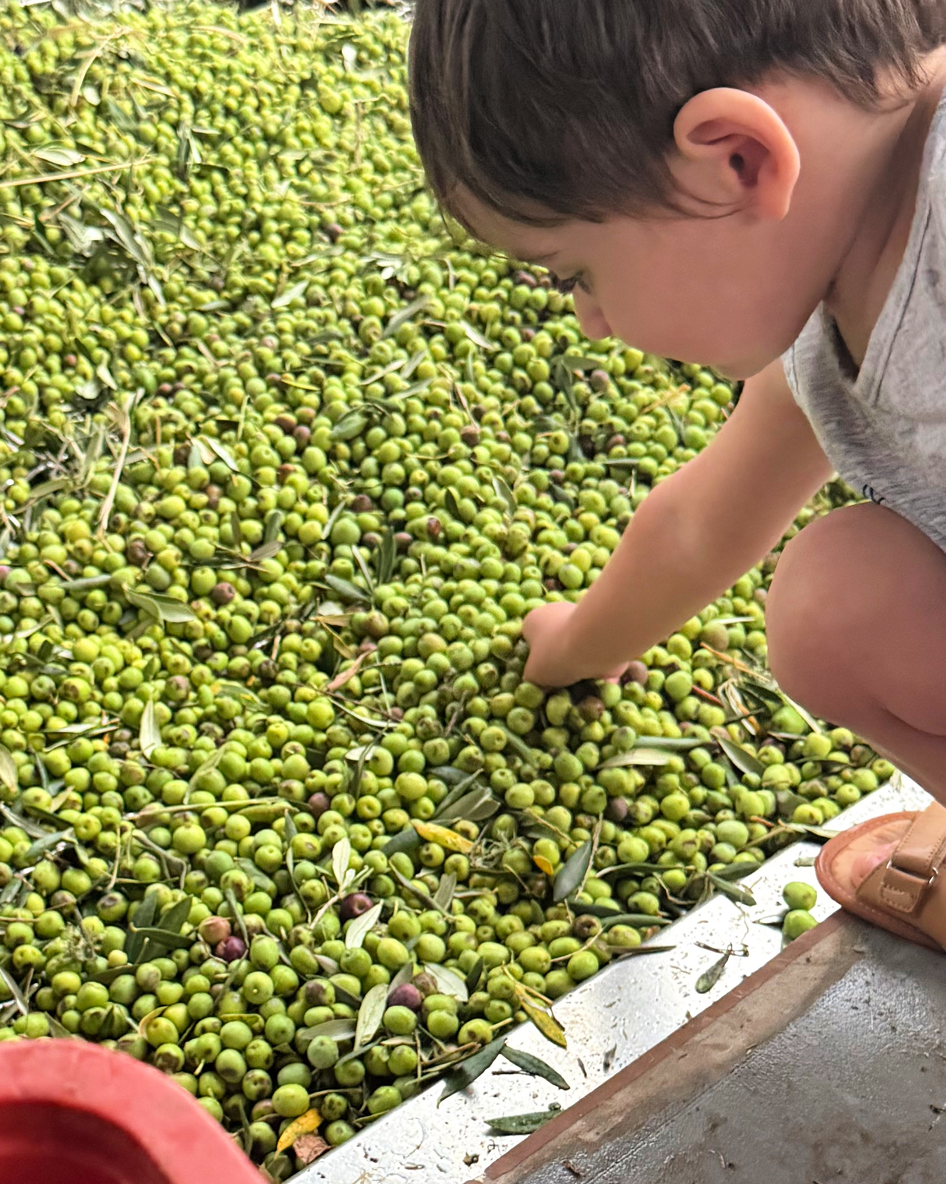 A young visitor explores freshly harvested olives at Tenuta do Bosque in southern Brazil. “I want to teach children what an olive tree is,” founder Rogério Khmayis said. “Maybe then their parents will start buying olive oil.”