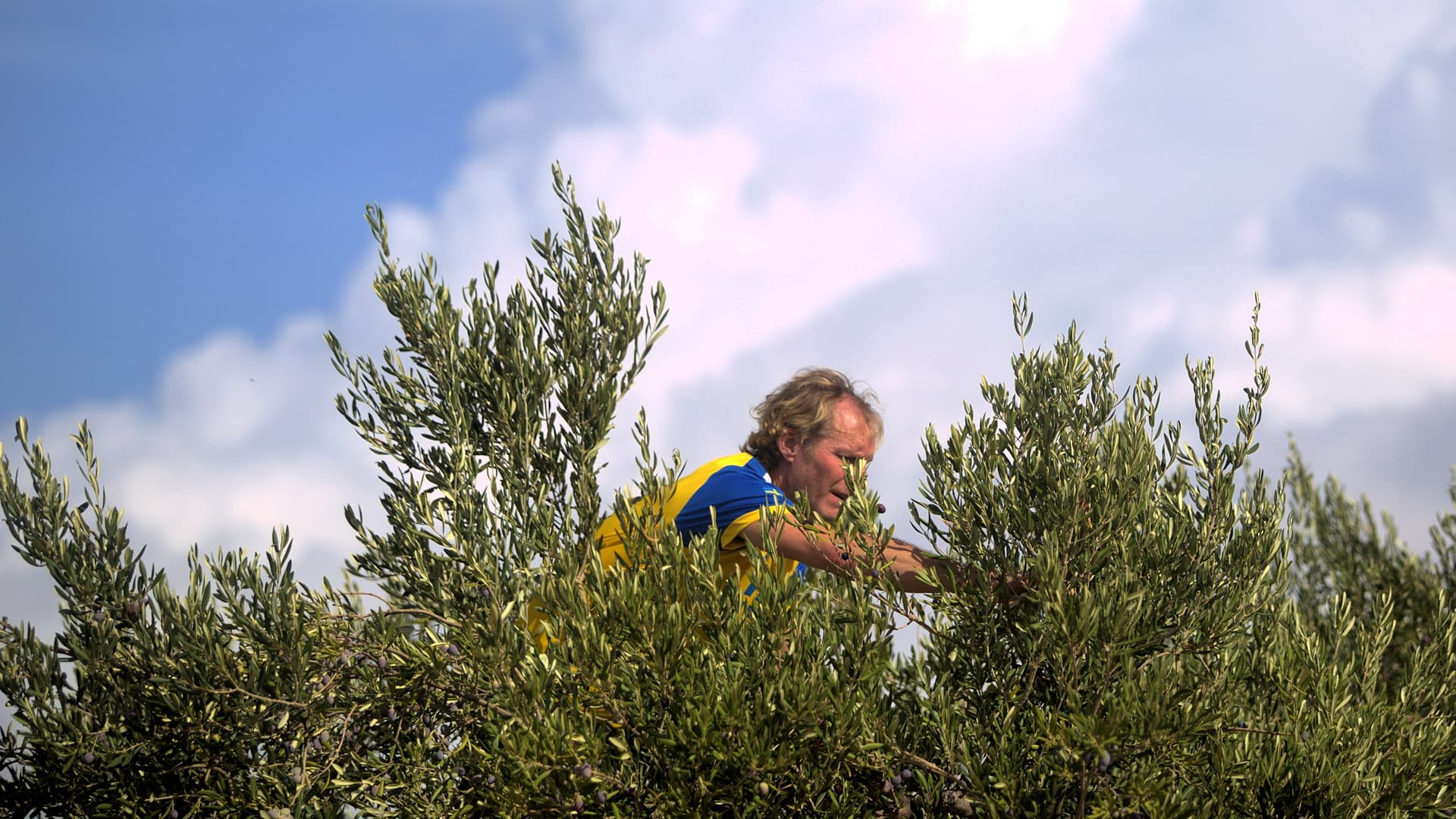 Working entirely by hand, competitors had just 45 minutes to harvest as many olives as possible, collecting the fruit in traditional burlap aprons.