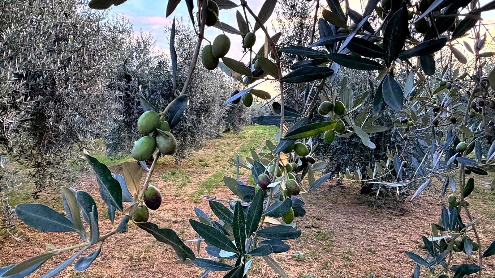 To highlight the Lake Garda cultivars, Marco Penite produces a range of monovarietal oils from his restored groves, including the native Casaliva, Gargnà and Trepp, alongside Leccino.