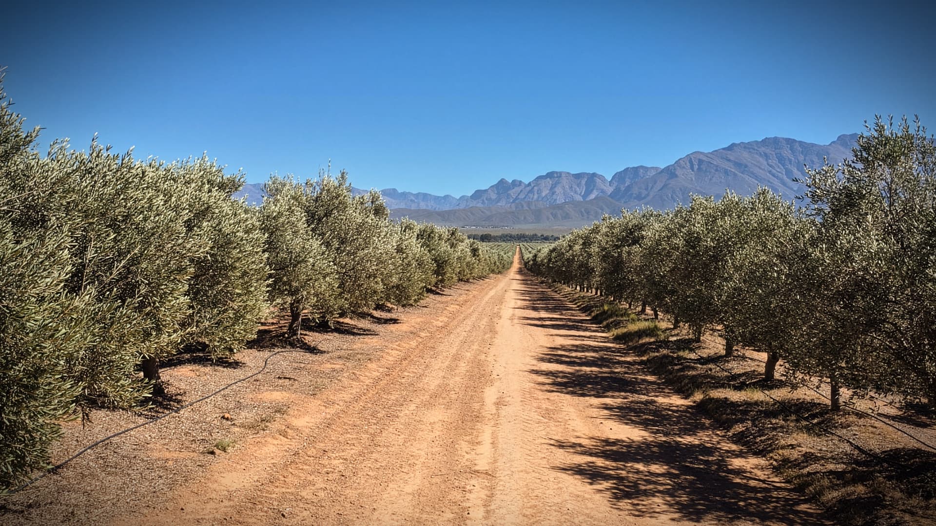Olive groves at Kielder South Africa in the Nuy Valley of the Western Cape, where the company is expanding production and investing in more efficient cultivation and irrigation systems.