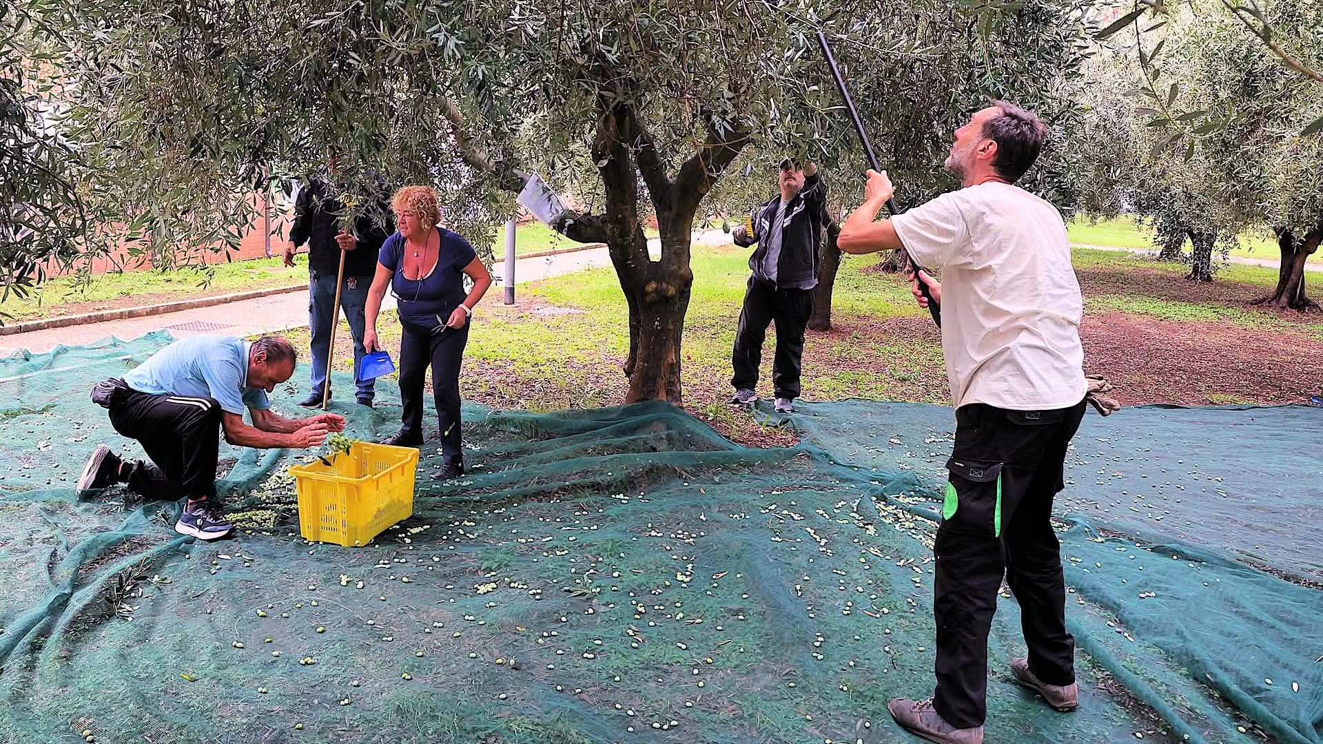Following the harvest and milling, Gli Olivari volunteers bottle and label the olive oil before handing it over to local Caritas centers for distribution to people in need. (Photo: Alfredo Vittorio)