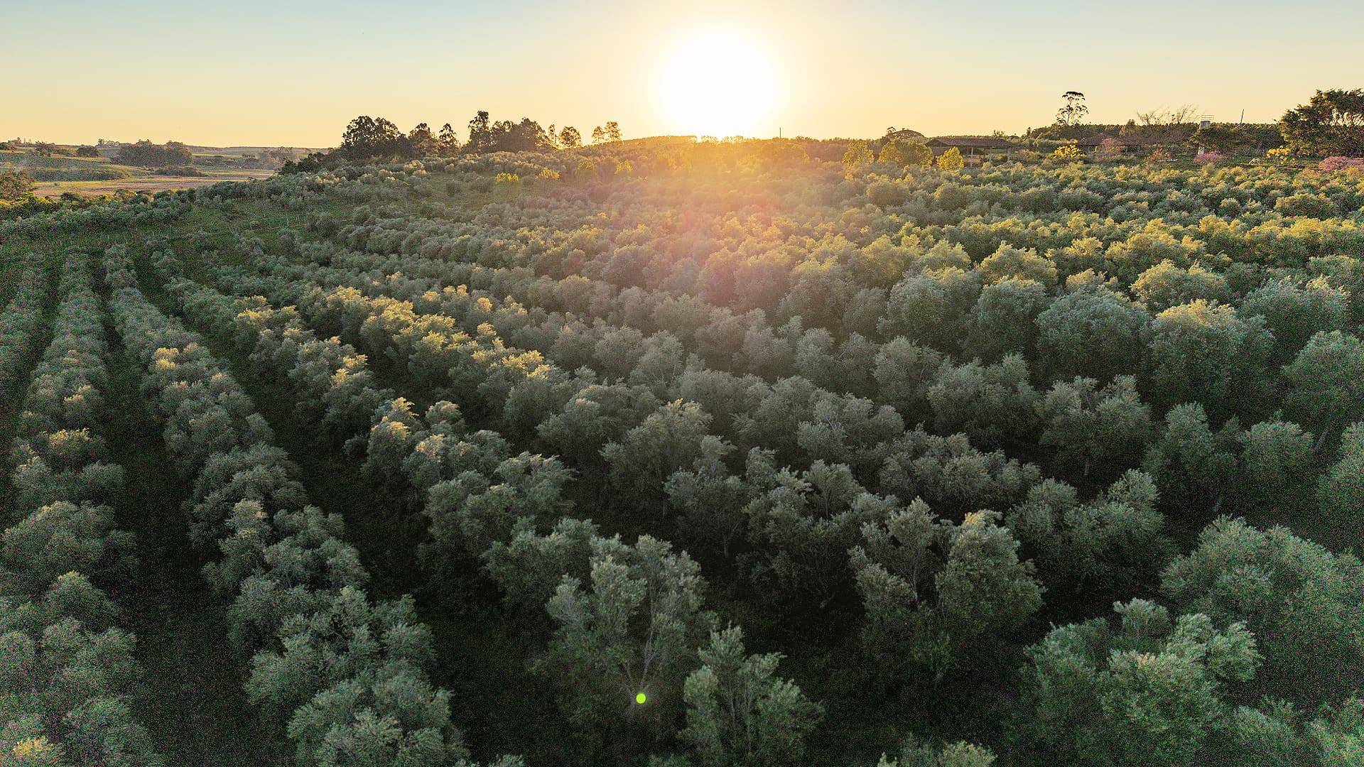The sun sets over the olive groves of Tenuta do Bosque in Guaíba, southern Brazil, where founder Rogério Khmayis has spent nearly three decades developing olive cultivation.