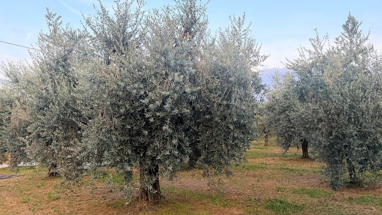 The latest orchard added to the recovery project led by Marco Penitenti’s Videlle Bionatura comprises 600 trees that will soon undergo pruning and fertilization before being brought back into production.