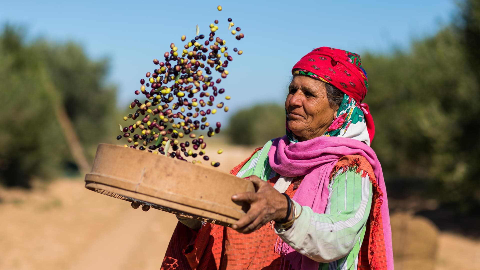 With olive oil production expanding and exports reaching new highs, Tunisian producers are looking for ways to capture more value by selling under their own brands. (Photo: Olyfo)