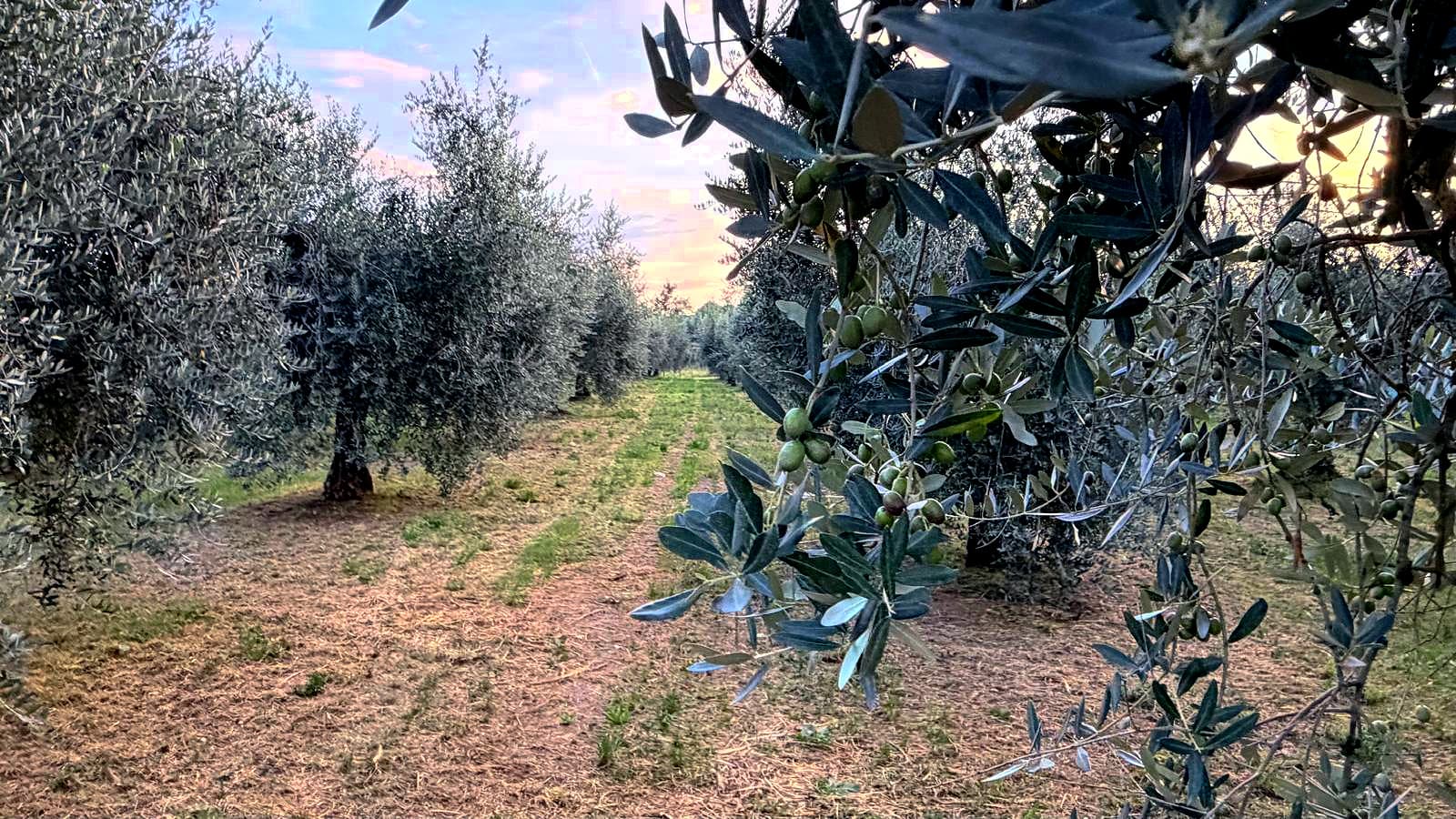 Videlle Bionatura collaborates with the University of Brescia and, thanks to its commitment to environmental stewardship, has become a destination for students conducting thesis research projects.
