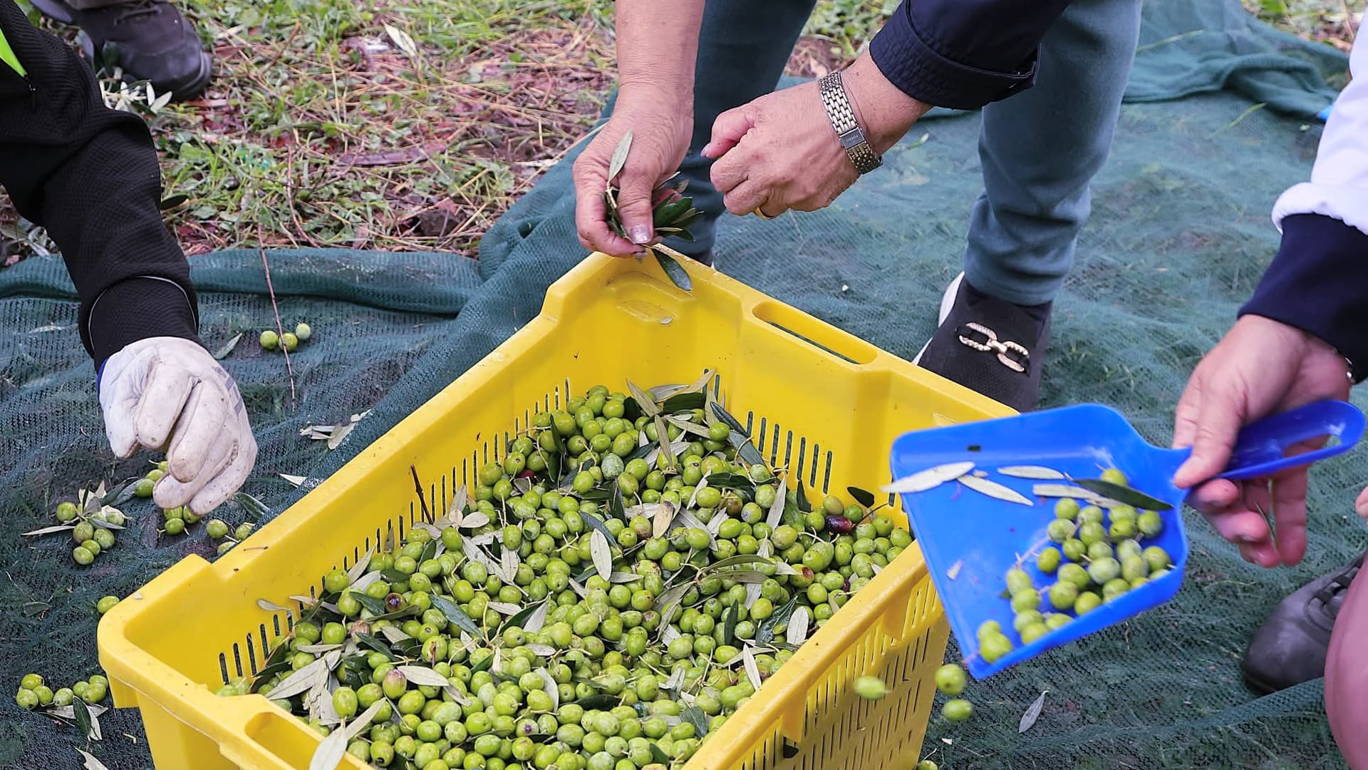 In 2025, Roma Capitale formally recognized the Olio Bene Comune project through a collaboration agreement. (Photo: Alfredo Vittorio)