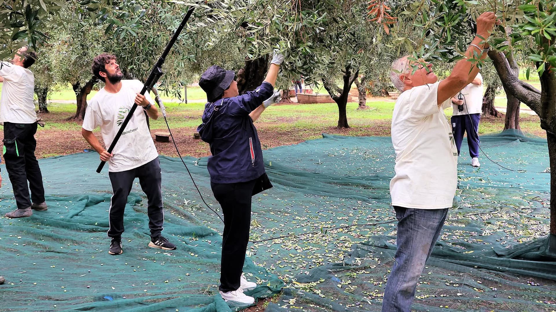 Extra virgin olive oil produced from the trees at Rome’s Parco dei Romanisti is distributed to community members in need. (Photo: Alfredo Vittorio)