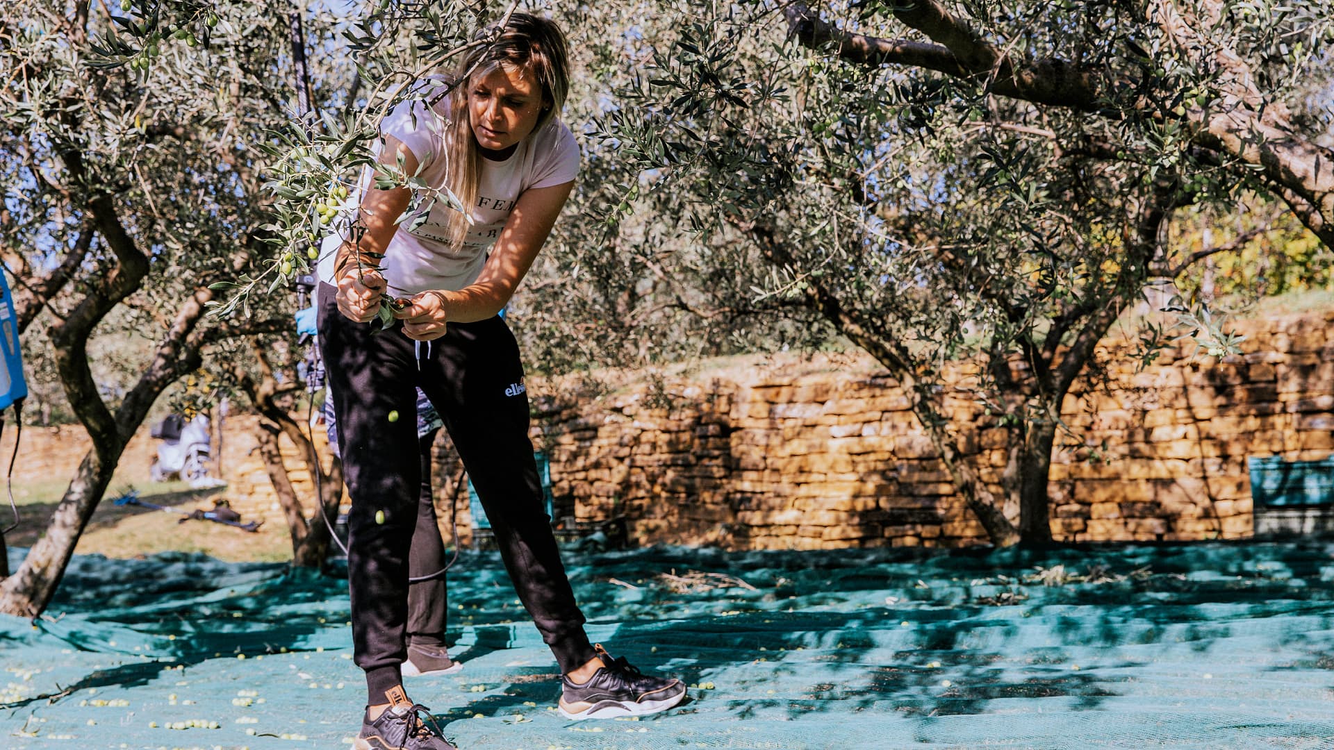 Jenny Morgan, Slovenia’s first professional female olive grower, is pleased with this year’s harvest and the quality of the organic extra virgin olive oil.