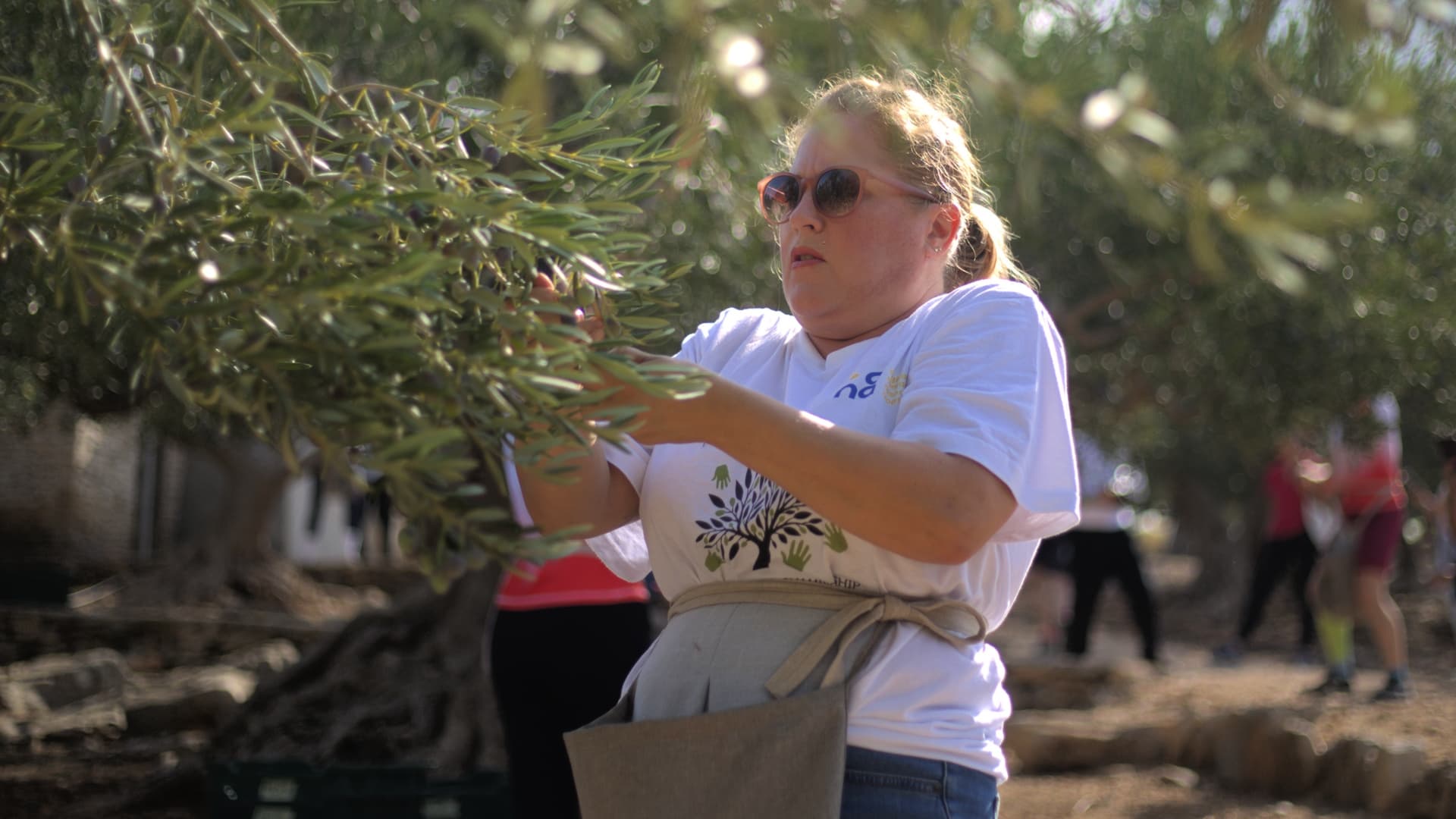 Competitors from ten countries took part in the ninth World Olive Picking Championship in Postira, Croatia, with 40 participants competing in teams of four.