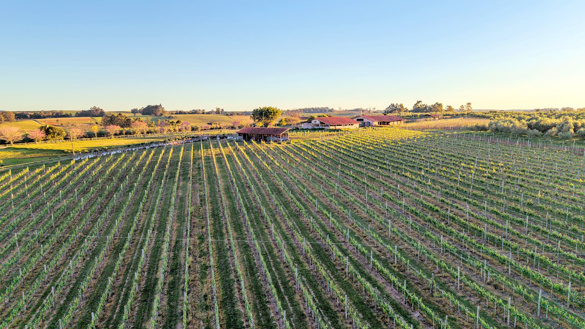 Rows of grapevines stretch across a hillside at Tenuta do Bosque in Guaíba, southern Brazil, where olive cultivation is part of a diversified agricultural operation that also includes vineyards and ranching.