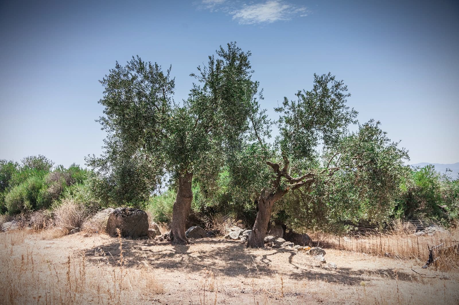 Olive oil is a dietary staple among Bolotana’s residents, whose eating habits are predominantly plant-based. (Photo by Giacomo Nieddu, Terracuza)