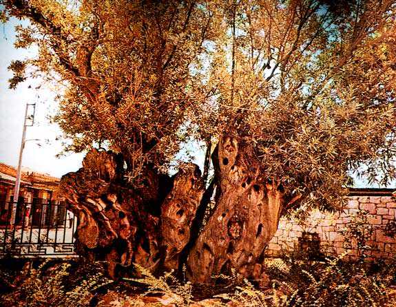 プラトンの神聖なオリーブの木が消えた Olive Oil Times