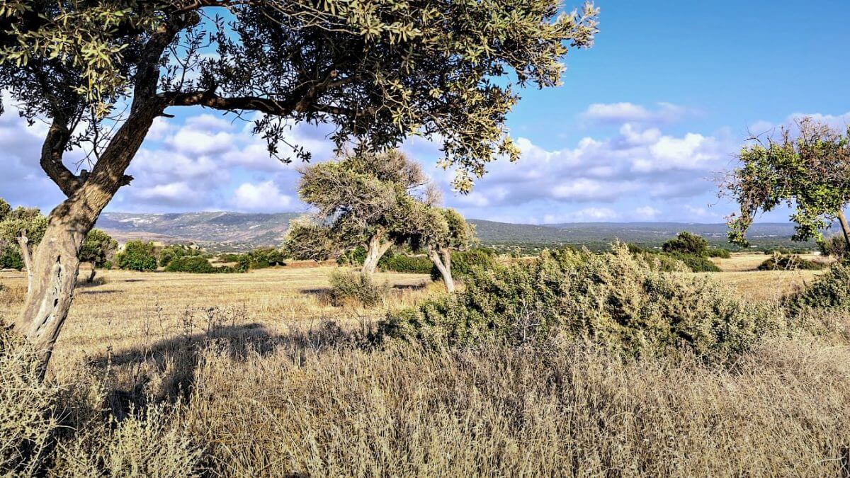 La sécheresse menace les cultures d'oliviers dans le sud de l'Europe