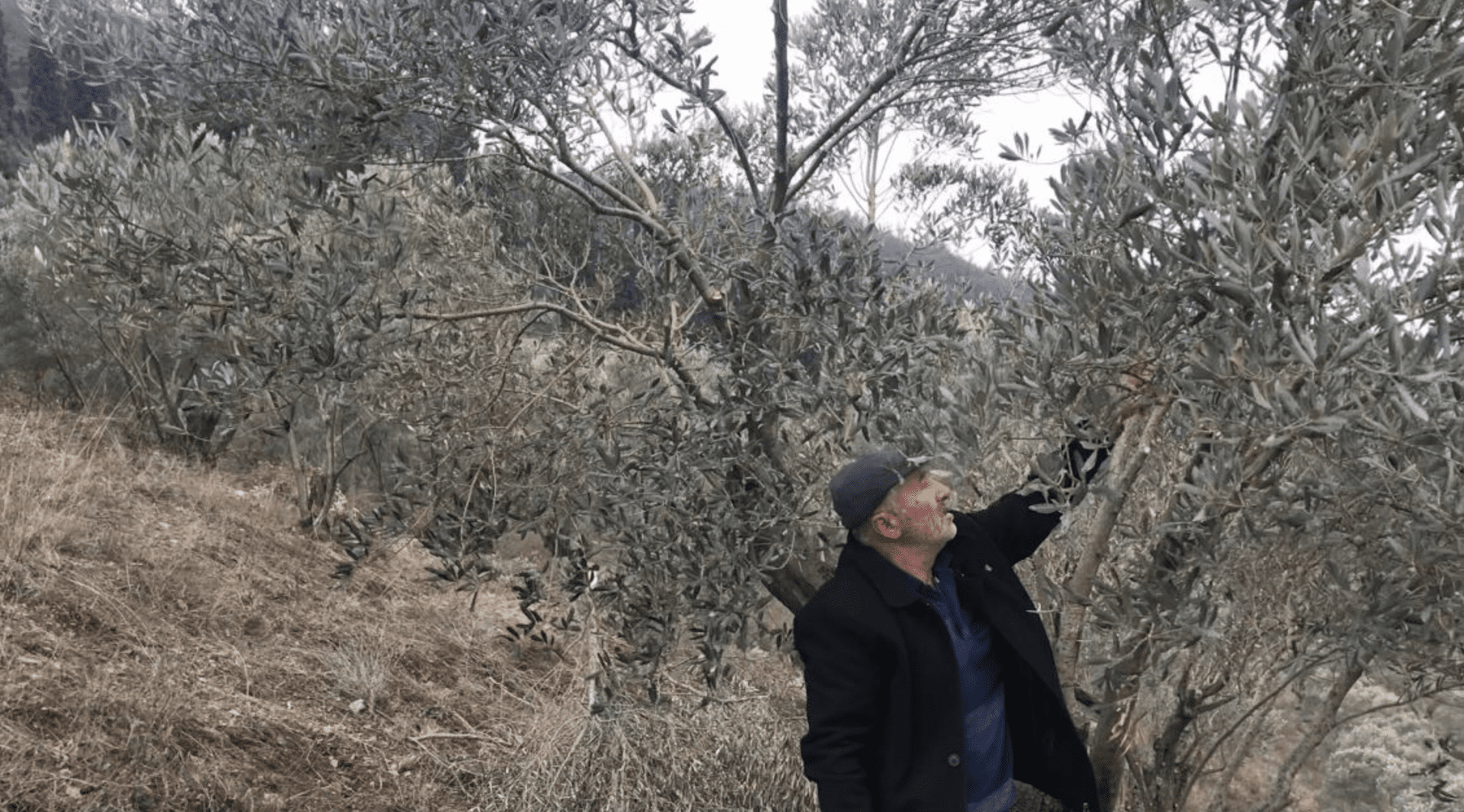 Record Year for Turkish Olive Oils at World Competition Olive Oil Times