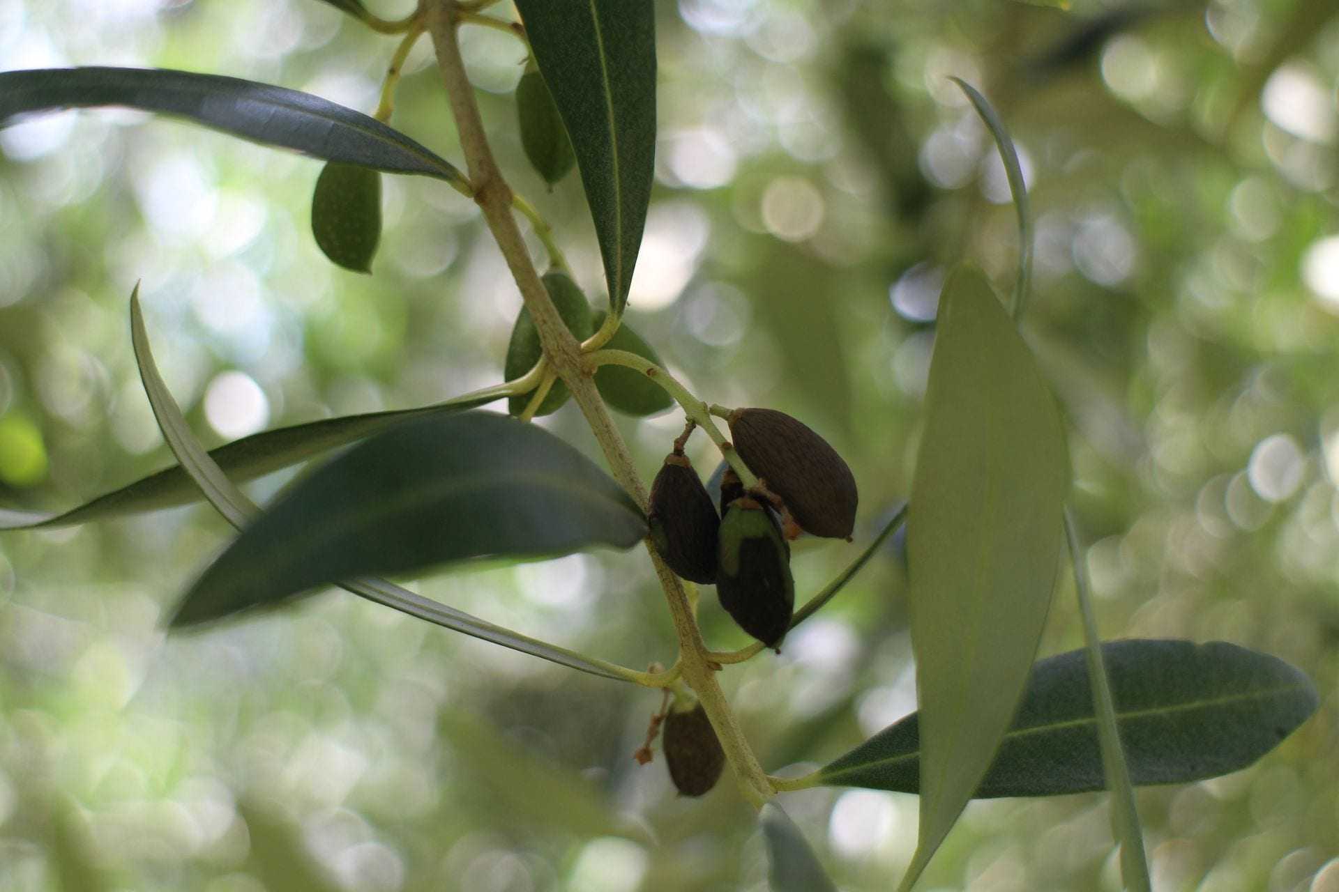 アジアの虫はオリーブの木の 緑のしずく の原因であるかもしれないと研究者は発見する Olive Oil Times